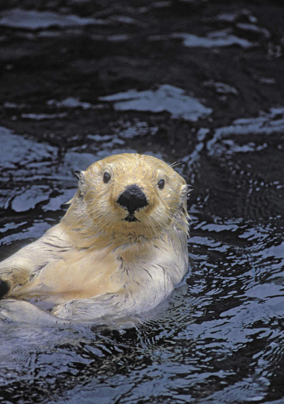 游泳,无人,竖图,俯视,室外,白天,海浪,海洋,哺乳动物,野生动物,阴影,光线,影子,浪花,注视,一只,阳光,海水,动物,观察,看,可爱,活泼,观看,察看,关注,水生动物,海獭,海景,泅水,拍浮,大海,风浪,海,海水的波动,近岸浪,涌浪,半身,彩图,高角度拍摄