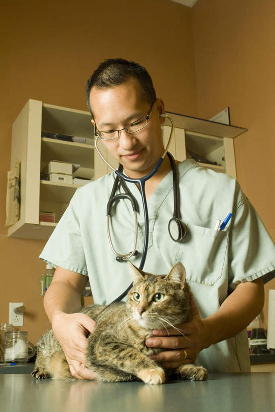 西方人,一个人,兽医,站,摸,竖图,室内,白天,正面,工作服,制服,柜子,宠物,猫,欧洲,欧洲人,仅一个男性,仅一个人,抚摸,阴影,光线,影子,墙,灯光,储物柜,注视,墙壁,墙面,仅一个年轻男性,动物,听诊器,低头,观察,看,站着,可爱,观看,察看,医疗设备,储存,关注,医疗器械,医疗工具,猫咪,工作制服,储备,蕴藏,贮备,检测工具,男人,男性,年轻男性,白种人,兽医师,触摸,接触,站立,半身,彩图,工作套服,贮存