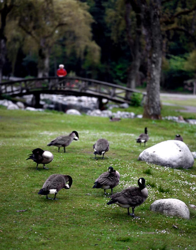无人,公园,站,竖图,俯视,室外,白天,旅游,度假,草地,草坪,石头,美景,树林,植物,鸟,野生动物,加拿大,一堆,许多,堆叠,堆积,鸟类,木板,石子,景观,桥,木桥,注视,娱乐,栈桥,草,树,树木,绿色,自然,动物,观察,看,站着,享受,休闲,景色,放松,可爱,活泼,生长,成长,观看,人行桥,木板桥,堆,察看,北美,北美洲,关注,自然风光,美洲,北亚美利加洲,亚美利加洲,卑诗省,不列颠哥伦比亚,不列颠哥伦比亚省,史丹利公园,斯坦利公园,史坦利公园,石块,岩石,站立,彩图,高角度拍摄