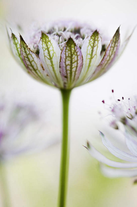 无人,竖图,室外,特写,白天,正面,旅游,度假,美景,植物,瑞典,欧洲,阴影,朦胧,模糊,盛开,光线,影子,景观,草药,药草,娱乐,中药,花,花瓣,花朵,花卉,鲜花,一朵,白色,阳光,自然,花蕊,享受,休闲,景色,放松,卫生,斯堪的纳维亚,自然风光,北欧,斯堪的纳维亚半岛,药材,中草药,纯真,中药材,本草,土当归,洁净,光明,恬静,中间色,朴素,清白,瑞典王国,彩图