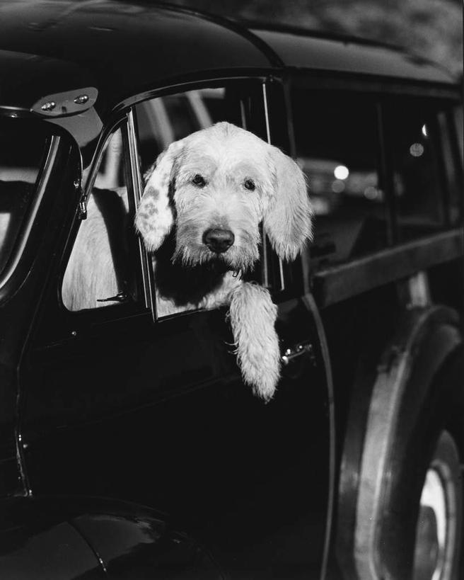 无人,竖图,黑白,室外,特写,白天,正面,窗户,镜子,落地窗,汽车,宠物,狗,阴影,朦胧,模糊,光线,影子,反光镜,扭头,注视,玻璃窗,车,一只,阳光,动物,交通工具,轿车,观察,看,趴着,转头,可爱,观看,镜像,察看,镜面,关注,载具,忠诚,犬,趴,全身