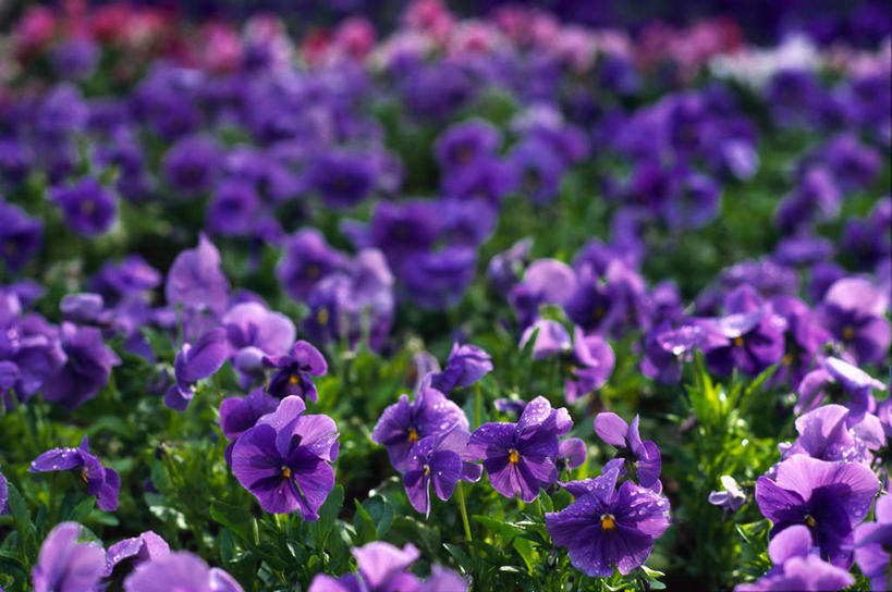 无人,横图,俯视,室外,白天,爱情,旅游,度假,美景,紫罗兰,许多,阴影,朦胧,模糊,盛开,光线,影子,景观,很多,凌乱,花蕾,娱乐,花,花瓣,花朵,鲜花,紫色,阳光,自然,花苞,花蕊,享受,休闲,景色,放松,混乱,脆弱,非洲紫罗兰,自然风光,永恒,非洲堇,单薄,纷乱,缭乱,庞杂,彩图,高角度拍摄