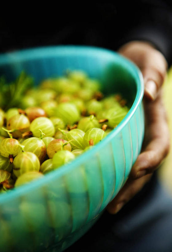 西方人,手,一个人,竖图,俯视,室内,特写,白天,浆果,水果,欧洲,欧洲人,仅一个男性,仅一个人,一堆,许多,堆叠,堆积,朦胧,模糊,新鲜,篮子,塑料,生食,食品,果实,很多,食物,仅一个年轻男性,容器,塑料制品,手部,有机食品,绿色食品,储藏,堆,储存,男人,男性,年轻男性,白种人,醋栗,半身,彩图,高角度拍摄,贮存