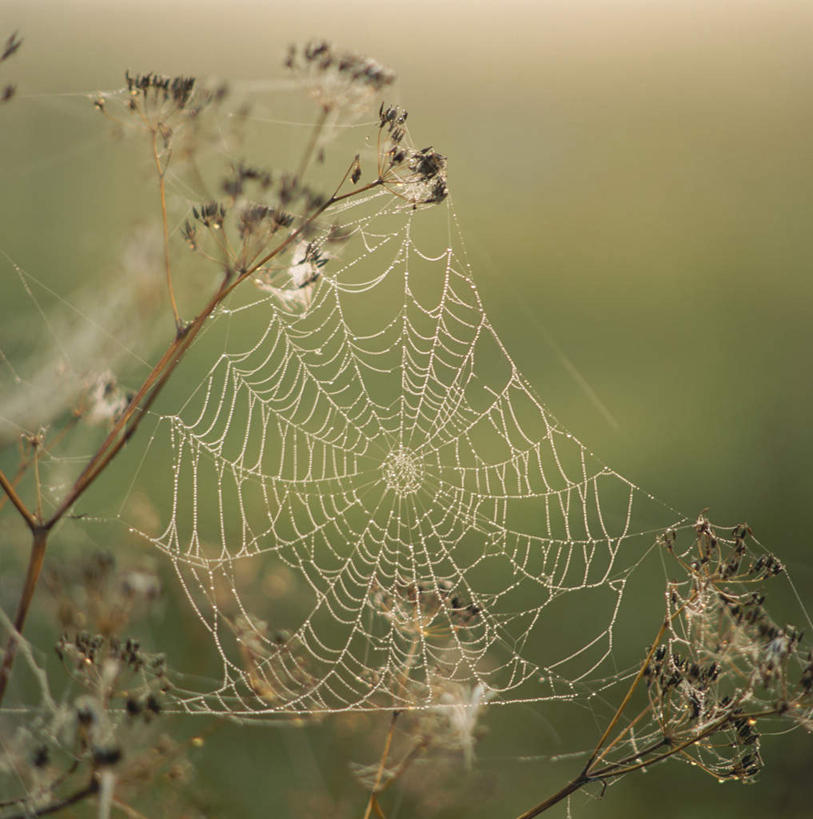 无人,竖图,俯视,室外,白天,旅游,度假,安全,水,植物,露水,阴影,平静,透明,光线,蜘蛛网,网,液体,影子,水滴,褐色,枝条,娱乐,水珠,树,树木,树枝,风景,阳光,露珠,享受,休闲,景色,放松,生机,风光,宁静,景物,剔透,和平,安详,灵动,蛛网,风物,光景,景致,通明,太平,安适,安好,宁靖,虬枝,枝杈,捕杀,猎取,彩图,高角度拍摄,晶莹