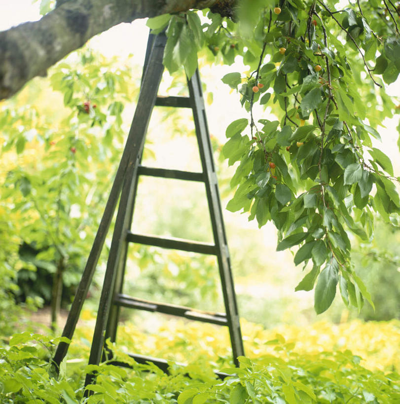 无人,攀登,竖图,室外,白天,正面,安全,草地,草坪,植物,阴影,平静,光线,梯子,影子,阶梯,树桩,枝条,草,树,树干,树木,树枝,蓝色,绿色,风景,蓝天,天空,阳光,自然,天,爬,木桩,景色,生长,晴朗,成长,上升,风光,宁静,景物,和平,安详,人字梯,万里无云,登高,风物,光景,景致,太平,安适,安好,宁靖,虬枝,枝杈,晴空,晴空万里,攀爬,彩图