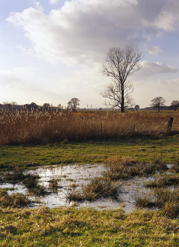 无人,竖图,室外,白天,正面,旅游,度假,草地,草原,美景,植物,德国,欧洲,阴影,光线,影子,景观,旷野,云,云朵,水潭,云彩,娱乐,草,树,树木,蓝色,绿色,白云,倒影,蓝天,天空,阳光,自然,天,享受,休闲,景色,放松,生长,成长,倒映,西欧,自然风光,原野,德意志联邦共和国,反照,彩图