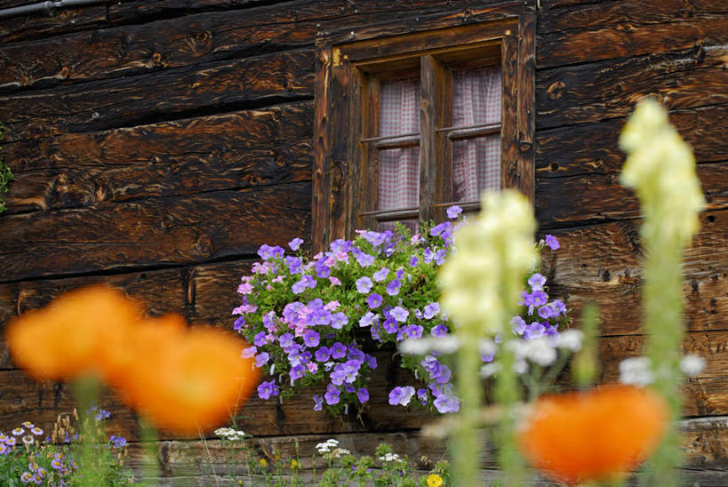 无人,家,木屋,农场,横图,室外,白天,正面,旅游,度假,幸福,畜牧业,牧场,美景,窗户,叶子,盛开,墙,景观,绿叶,辉煌,花蕾,娱乐,玻璃窗,窗台,墙壁,墙面,住宅,花,花瓣,花朵,鲜花,紫色,自然,花苞,花蕊,享受,休闲,温暖,橙色,嫩叶,景色,放松,活泼,华丽,暖色,自然风光,温情,畜牧,花箱,牧业,炽热,响亮,跃动,甜蜜,叶,叶片,彩图,愉快,茅舍,茅屋,棚屋,小木屋,小屋