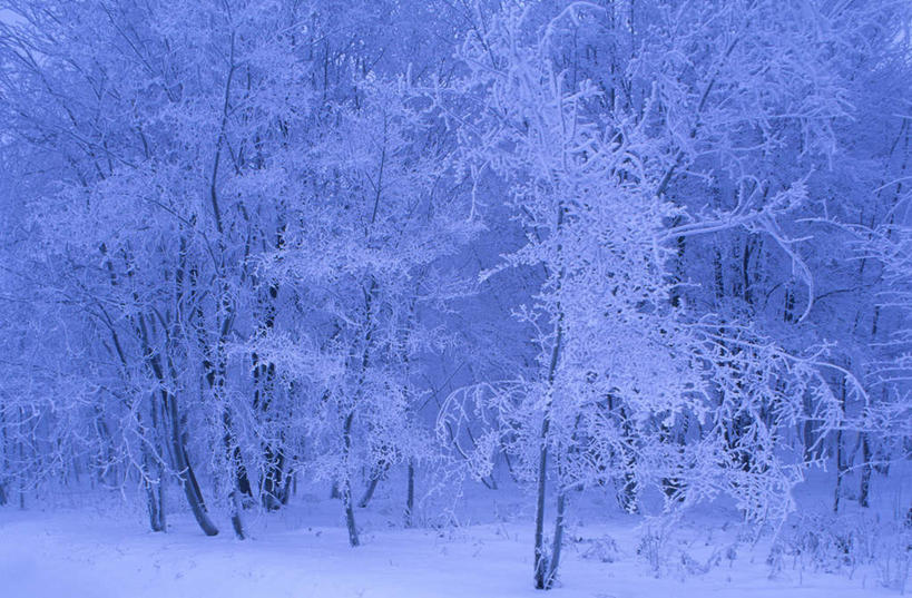 无人,横图,室外,白天,正面,旅游,度假,美景,树林,雪,植物,大雪,德国,欧洲,阴影,光线,影子,积雪,景观,雪景,冬季,冬天,娱乐,树,树木,阳光,自然,享受,休闲,景色,放松,寒冷,生长,成长,西欧,自然风光,德意志联邦共和国,严寒,图林根,彩图,图林根州