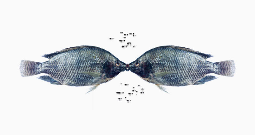 海鲜,无人,横图,室内,特写,白天,白色背景,侧面,水,两条,鱼,液体,水滴,水产,鱼类,海洋生物,相视,泡泡,面对面,摄影,影棚,对视,互视,水生动物,海产品,相对,水生物,海底动物,相看,彩图,全身,影棚拍摄,拍摄