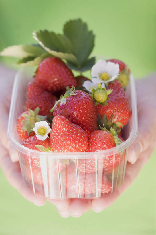 西方人,儿童,手,一个人,站,捧,竖图,俯视,室内,特写,白天,纯洁,草莓,浆果,水果,叶子,欧洲,欧洲人,双手,仅一个女性,仅一个人,服装,朦胧,模糊,新鲜,盛开,塑料,生食,食品,果实,绿叶,花蕾,休闲装,花,花瓣,花朵,鲜花,食物,一个,小孩,衣服,绿色,容器,塑料制品,碗,花苞,花蕊,站着,仅一个小孩,休闲,手部,休闲服,嫩叶,可爱,童年,童趣,服饰,有机食品,绿色食品,单个,储藏,储存,童真,烂漫,无邪,勇气,草莓花,天真,甜蜜,女孩,女人,女性,白种人,孩子,叶,叶片,洋莓,水果皇后,红莓,地莓,端,端着,捧着,手捧,站立,半身,彩图,高角度拍摄,恋情,贮存,女生