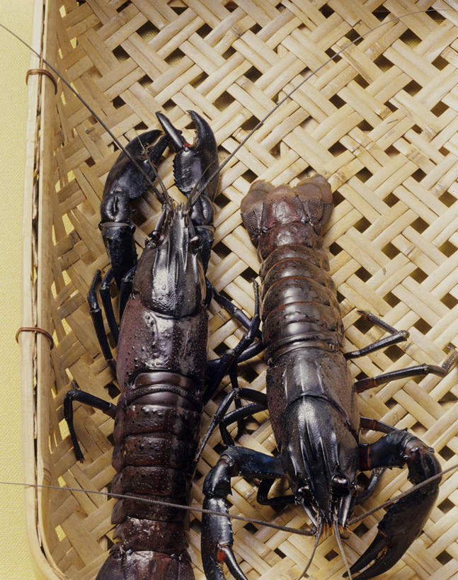 海鲜,龙虾,无人,商店,交叉,竖图,俯视,室内,特写,白天,购物,消费,超市,竹子,阴影,竹制,编织,光线,篮子,影子,虾,注视,水产,海洋生物,一个,黑色,竹篮,观察,看,趴着,两只,金融,百货,单个,观看,竹条,交织,察看,竹制品,关注,水生动物,海产品,水生物,选购,贸易,百货公司,海底动物,血拼,穿插,趴,彩图,高角度拍摄,全身,购物商场,购物中心,商业中心