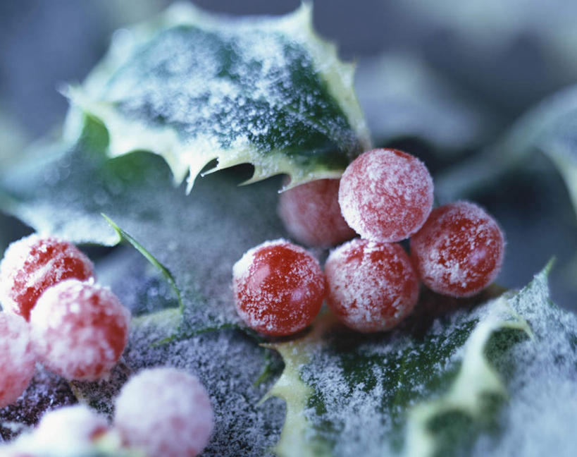 无人,横图,俯视,室内,特写,白天,餐桌,桌子,浆果,水果,叶子,阴影,新鲜,反射,影子,桑葚,桑椹,生食,食品,果实,绿叶,食物,红色,白色,覆盆子,嫩叶,冬青,有机食品,绿色食品,餐台,希望,生命,槲寄生,冻青,冰霜,丰饶,比利时捷卡冬青,熊果,熊梅,熊葡萄,叶,叶片,彩图,高角度拍摄
