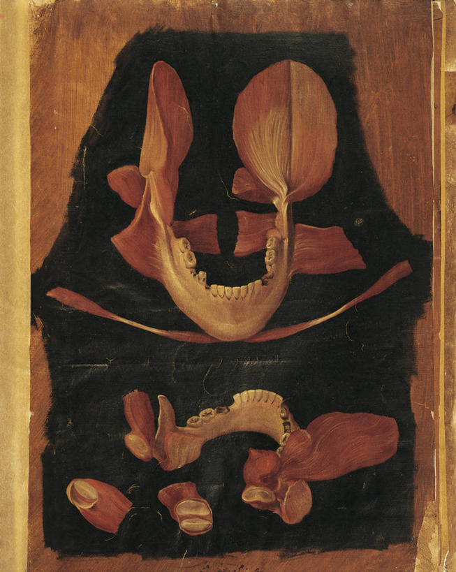 骨骼,无人,竖图,插画,数码,科技,阴影,科学,网络,人头骨,骨头,高光,几何,计算机图形,合成,图画,历史,画,人体,摄影,电脑合成图,数码合成图,骨架,生物学,合成图,漫画,写实,具体,具象,颌骨,人体结构,舌头,彩图