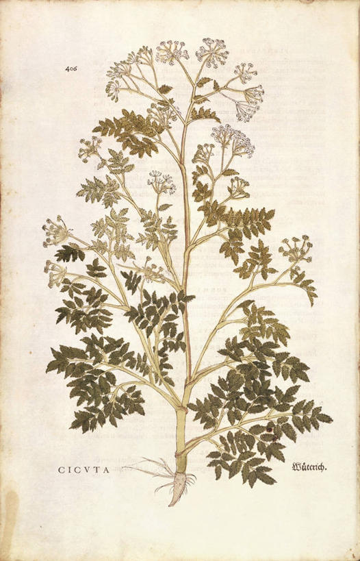 无人,竖图,插画,特写,数码,科技,植物,松树,叶子,阴影,网络,根部,高光,几何,计算机图形,合成,图画,画,绿色,自然,摄影,生长,成长,电脑合成图,数码合成图,生物学,合成图,草本,杉树,坚定,漫画,写实,具体,具象,长寿,贞洁,拉丁文,彩图,铁杉