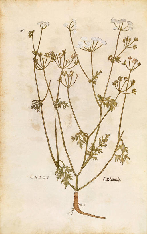 无人,竖图,插画,特写,数码,科技,植物,叶子,阴影,网络,香菜,根部,高光,几何,计算机图形,合成,图画,画,绿色,自然,摄影,生长,成长,电脑合成图,数码合成图,葛缕子籽,生物学,合成图,草本,漫画,写实,具体,具象,拉丁文,彩图