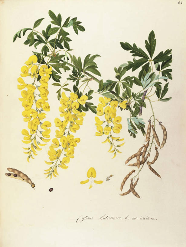 无人,竖图,插画,白色背景,绘画,数码,科技,植物,叶子,阴影,艺术,网络,茎,种子,高光,几何,计算机图形,合成,图画,画,花,树,自然,摄影,颜料,美术,电脑合成图,数码合成图,生物学,合成图,草本,漫画,豆科,豆科植物,金链花,写实,具体,具象,美术工艺,彩图