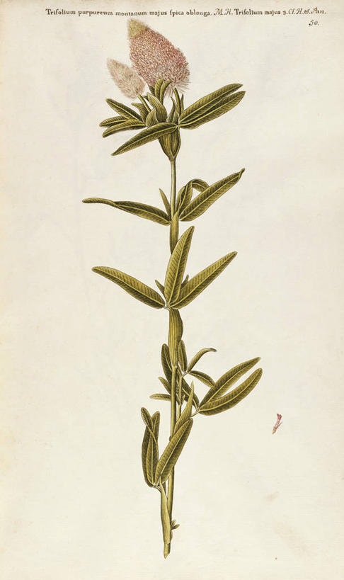 无人,竖图,插画,白色背景,绘画,幸福,数码,科技,植物,叶子,阴影,艺术,网络,茎,三叶草,高光,几何,计算机图形,合成,图画,画,花,自然,摄影,颜料,美术,电脑合成图,数码合成图,生物学,合成图,草本,漫画,豆科,豆科植物,车轴草,苜蓿,18世纪,写实,具体,具象,美术工艺,彩图,红花三叶草