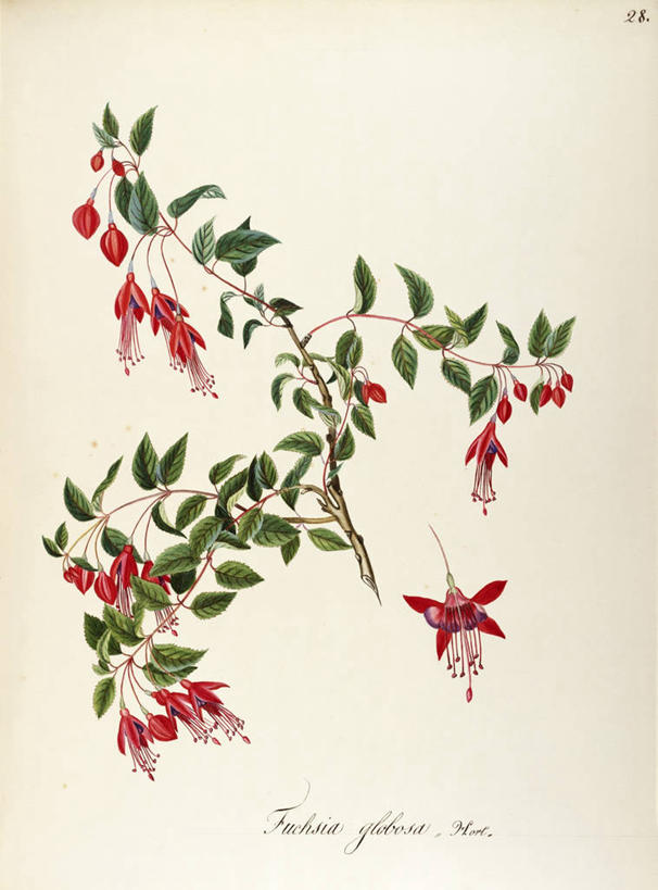 无人,竖图,插画,白色背景,绘画,数码,科技,植物,叶子,阴影,艺术,网络,茎,草药,药草,高光,几何,计算机图形,合成,图画,中药,画,花,自然,摄影,灌木,颜料,美术,电脑合成图,数码合成图,生物学,合成图,草本,药材,中草药,漫画,中药材,本草,写实,具体,具象,菜籽灵,柳叶菜,美术工艺,彩图