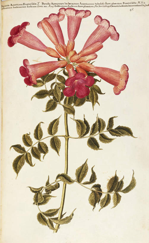 无人,竖图,插画,白色背景,绘画,数码,科技,植物,叶子,阴影,艺术,网络,茎,高光,几何,计算机图形,合成,图画,画,花,自然,摄影,颜料,美术,电脑合成图,数码合成图,生物学,合成图,草本,漫画,18世纪,写实,具体,具象,凌霄花,美术工艺,彩图