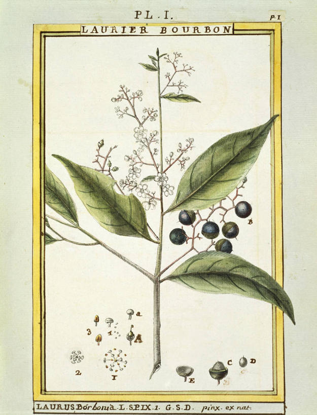 无人,竖图,插画,特写,白色背景,绘画,数码,科技,美景,植物,浆果,水果,叶子,阴影,艺术,盛开,网络,文字,景观,茎,种子,高光,几何,计算机图形,古典,合成,花蕾,图画,文化,画,花,花瓣,花朵,鲜花,自然,工艺品,花苞,花蕊,品味,景色,摄影,生长,颜料,美术,电脑合成图,数码合成图,生物学,高雅,合成图,清新,自然风光,漫画,月桂树,18世纪,写实,具体,具象,美学,美术工艺,大写字母,彩图
