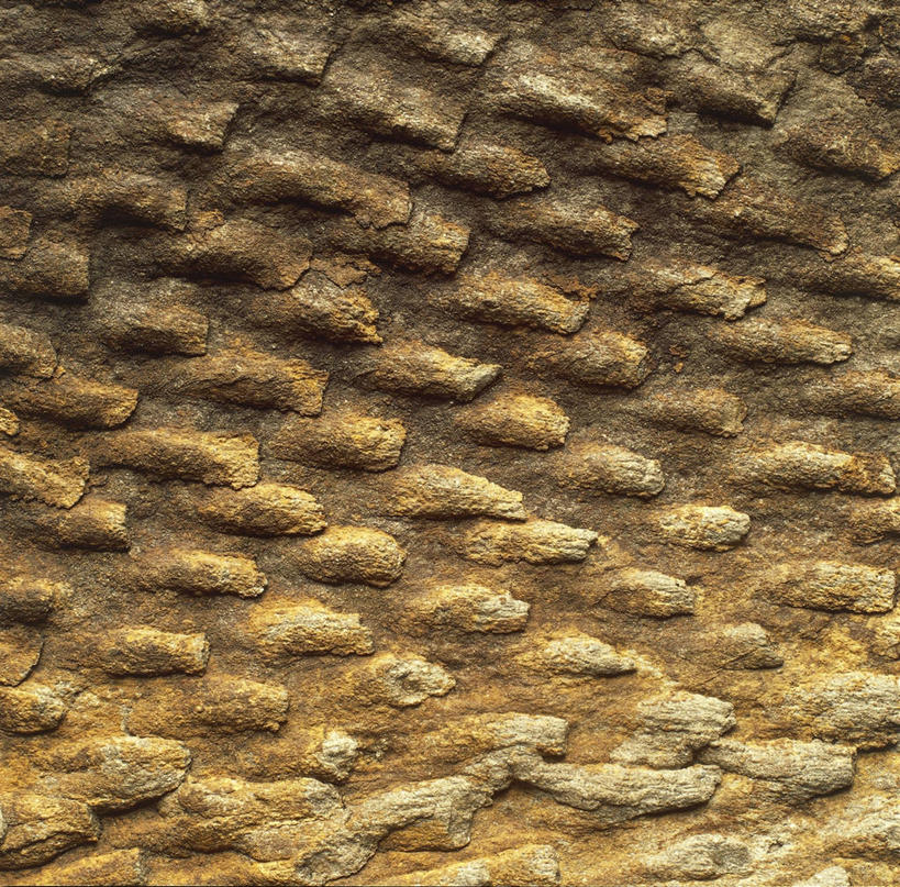 无人,横图,竖图,特写,化石,一个,球体,摄影,单个,地质学,岩石,彩图,影棚拍摄,古生物学