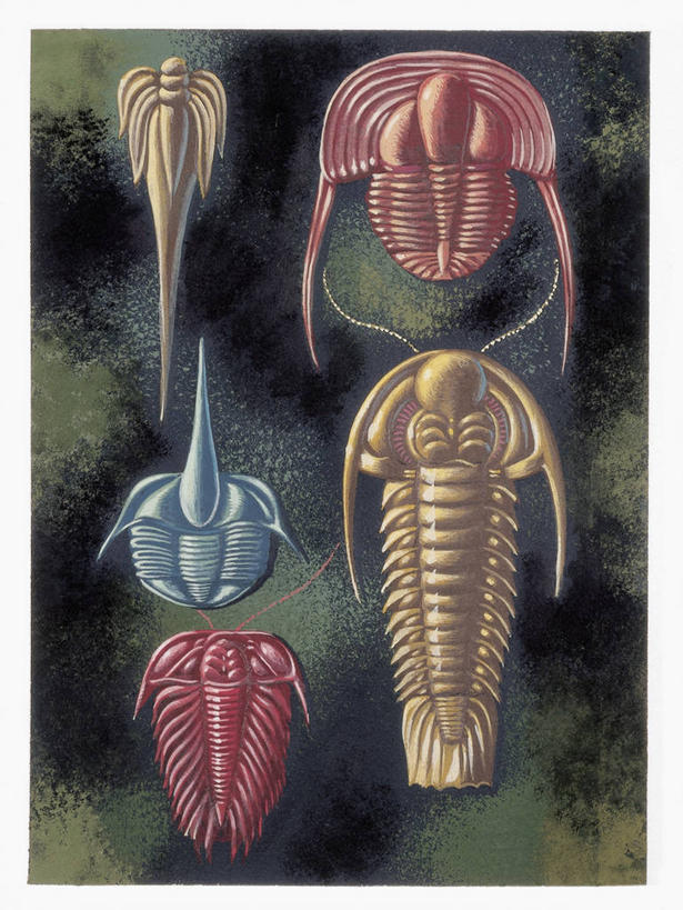 无人,竖图,插画,特写,数码,科技,野生动物,阴影,科学,网络,化石,三叶虫,高光,几何,计算机图形,合成,图像,图画,历史,画,概念,五只,电脑合成图,数码合成图,生物学,合成图,主题,节肢动物,漫画,计算机制图,写实,具体,具象,构图,甲壳动物,地质学,矿物质,史前时代,自然地理,彩图,动物学,过去,古生物学