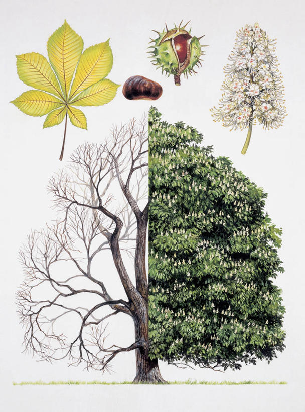 无人,竖图,插画,白色背景,数码,科技,植物,叶子,阴影,科学,网络,种子,枝,高光,几何,计算机图形,合成,图像,图画,画,树,白色,自然,概念,生长,电脑合成图,数码合成图,生物学,合成图,主题,漫画,发展,计算机制图,七叶树,落叶树,写实,具体,具象,构图,娑罗树,彩图