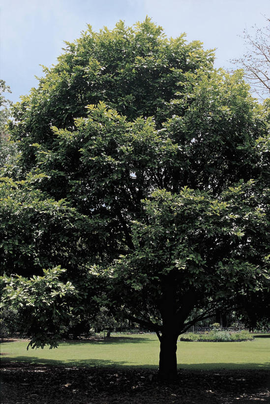 无人,竖图,室外,特写,植物,阴影,科学,田地,图像,草,树,树干,天空,自然,概念,摄影,生长,生物学,主题,自然现象,构图,彩图,乌木