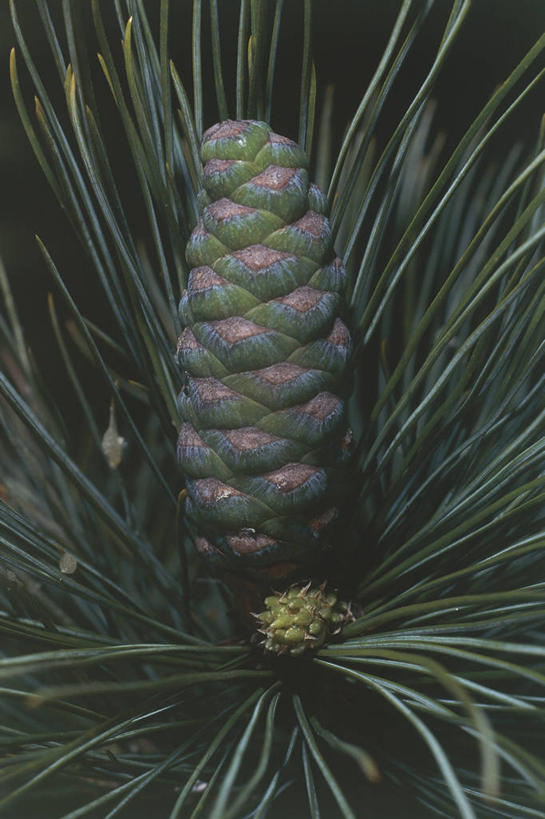无人,竖图,室外,特写,白天,植物,松树,松果,种子,图像,树,自然,概念,摄影,生长,主题,云杉,构图,针叶树,彩图,时空