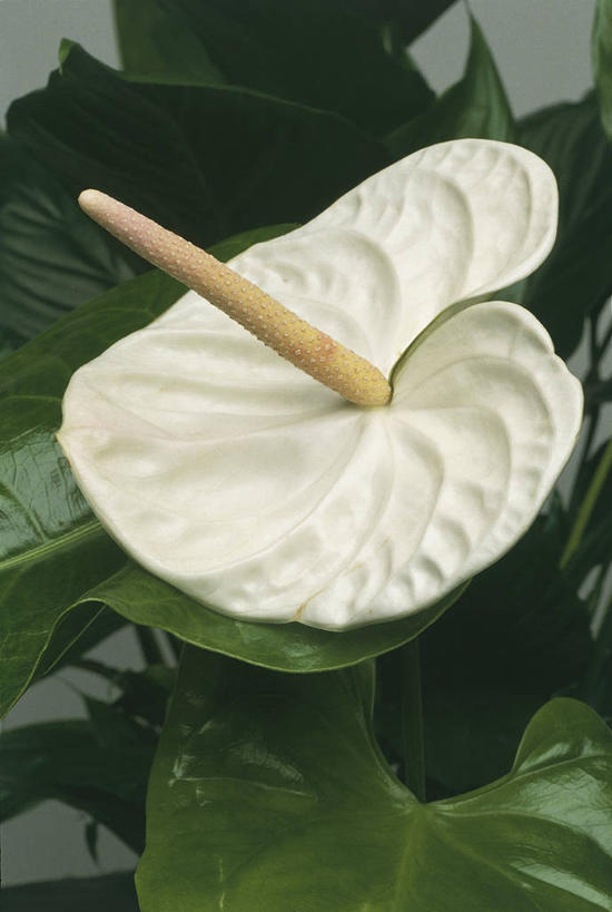 无人,竖图,室内,特写,百合花,微生物,叶子,科学,细菌,图像,白色,自然,概念,生物,摄影,生物学,脆弱,水生植物,主题,花烛属,强瞿,生命体,构图,百合蒜,倒仙,番韭,山丹,彩图,影棚拍摄,时空,原核生物,百合科