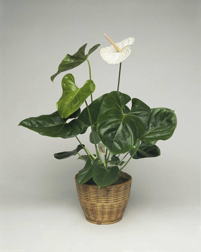 无人,竖图,室内,特写,白色背景,植物,百合花,微生物,叶子,科学,细菌,图像,自然,概念,生物,摄影,生物学,脆弱,水生植物,主题,花烛属,强瞿,生命体,构图,百合蒜,倒仙,番韭,山丹,彩图,影棚拍摄,时空,原核生物,百合科