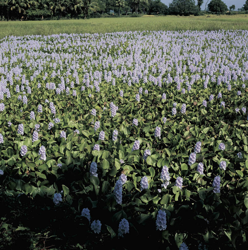 无人,方图,室外,白天,美景,植物,阴影,科学,景观,田地,图像,草,树,自然,概念,生物,景色,摄影,生长,生物学,自然风光,水生植物,主题,构图,凤眼莲,彩图,时空