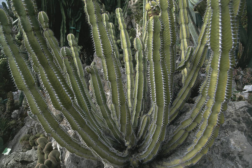 无人,横图,室外,特写,白天,图像,自然,概念,摄影,生长,荆棘,主题,构图,彩图,时空