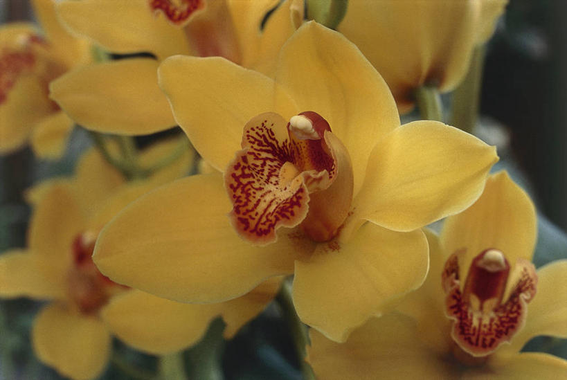 无人,横图,室外,特写,白天,美景,叶子,景观,图像,花瓣,自然,概念,景色,摄影,生长,高雅,脆弱,雄蕊,自然风光,主题,蕙兰,淡泊,花中君子,构图,兰花,彩图,时空