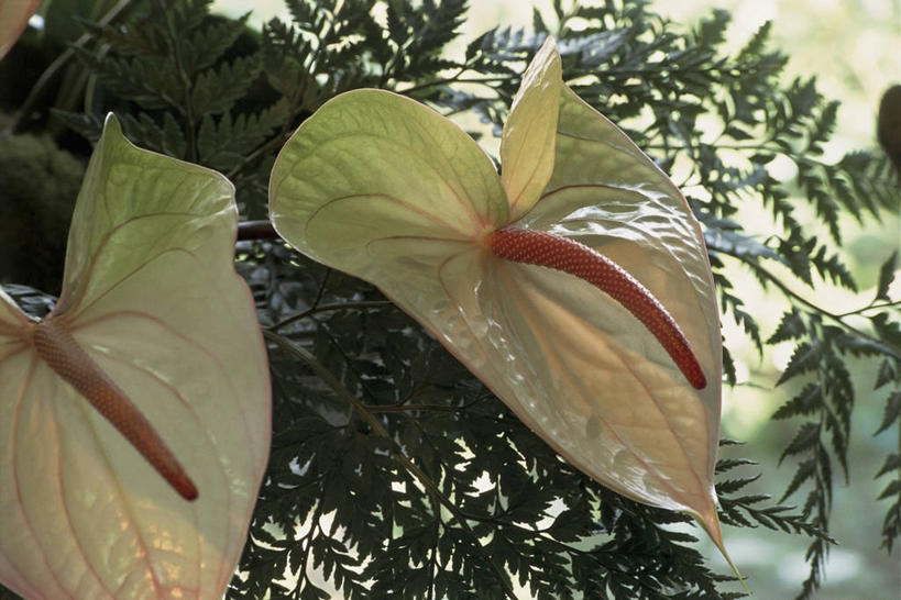 无人,横图,室外,特写,白天,美景,植物,微生物,叶子,细菌,景观,花朵,自然,生物,景色,摄影,生长,生物学,自然风光,花烛属,生命体,叶脉,彩图,原核生物