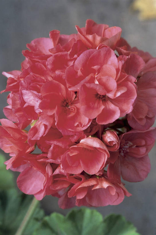 无人,竖图,室外,特写,白天,美景,植物,景观,花瓣,花朵,红色,自然,景色,摄影,生长,生物学,天竺葵,自然风光,彩图