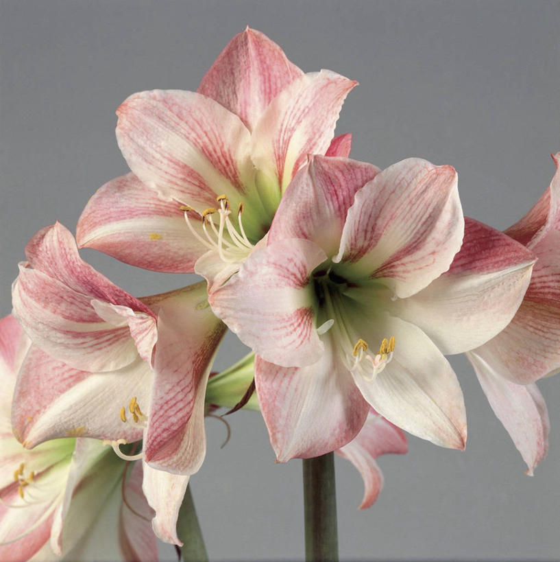 无人,方图,室内,特写,美景,植物,景观,茎,花瓣,花朵,自然,景色,摄影,生长,生物学,雄蕊,自然风光,非洲堇,彩图,影棚拍摄