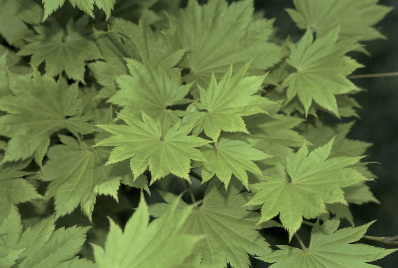 无人,横图,室外,特写,白天,枫树,叶子,树,自然,摄影,生长,彩图