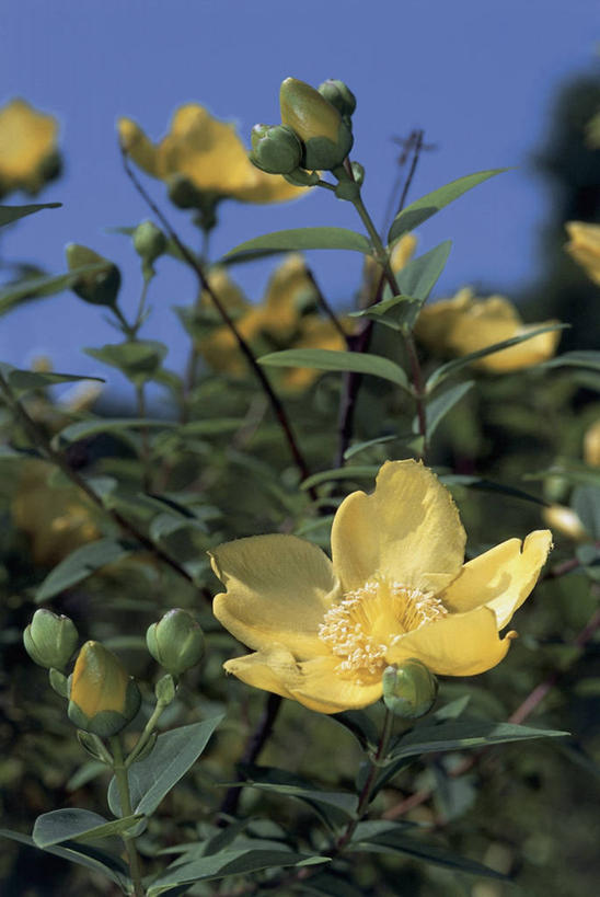 无人,竖图,室外,特写,白天,美景,植物,叶子,景观,茎,花蕾,花,花瓣,黄色,自然,景色,摄影,生长,自然风光,彩图,藤黄,玉黄,月黄