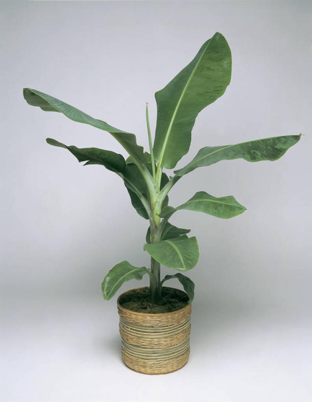 无人,竖图,室内,特写,纯洁,植物,叶子,花盆,园艺,香蕉树,美丽,一个,自然,摄影,生长,单个,庄重,含蓄,高洁,含笑花,含笑梅,含笑美,山节子,香蕉花,矜持,唐黄心树,彩图,影棚拍摄,含笑