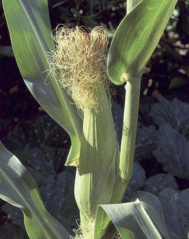 无人,竖图,室外,特写,白天,玉米,植物,叶子,摄影,生长,彩图