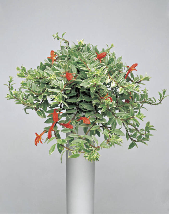 无人,竖图,室内,特写,植物,叶子,花朵,一个,绿色,摄影,生长,单个,非洲堇,彩图,影棚拍摄