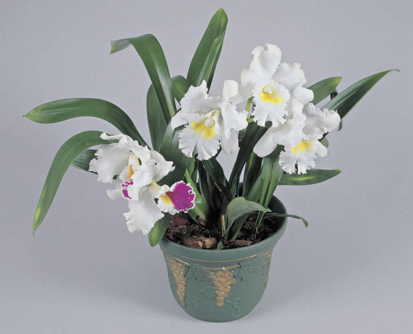 无人,横图,室内,特写,植物,叶子,花盆,园艺,花瓣,一个,白色,自然,摄影,生长,单个,洋兰,兰花,彩图,影棚拍摄