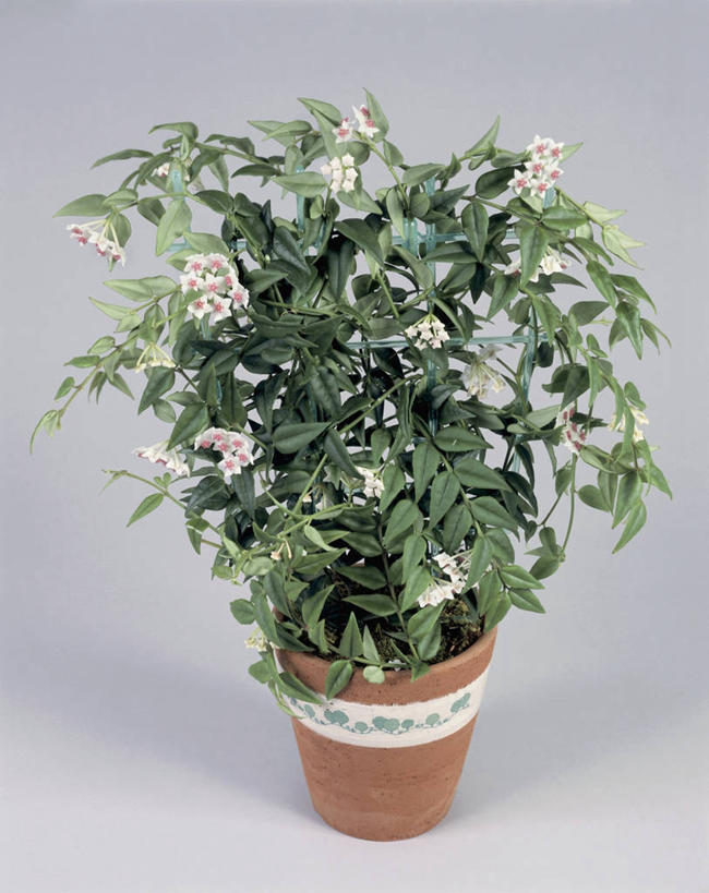 无人,竖图,室内,特写,植物,叶子,草药,药草,中药,一个,摄影,生长,单个,药材,中草药,中药材,本草,马利筋,常绿树,彩图,影棚拍摄