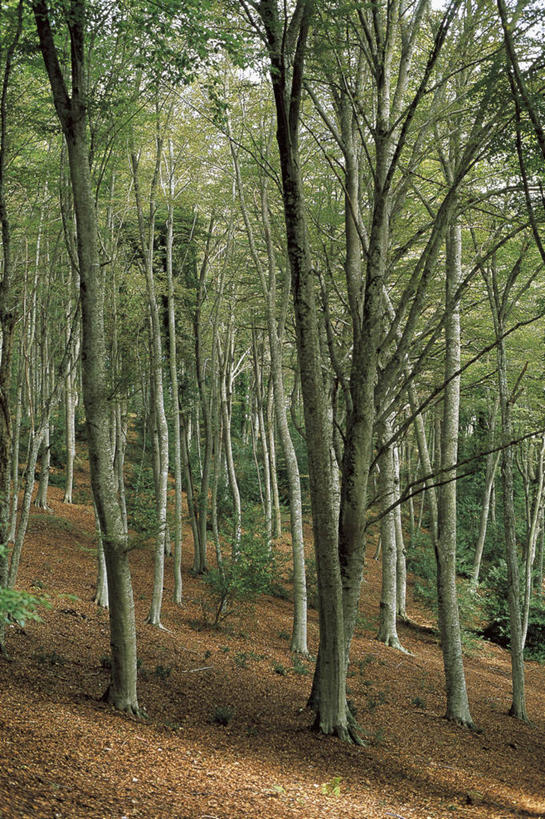 无人,竖图,室外,白天,旅游,度假,美景,森林,意大利,欧洲,景观,娱乐,树,树干,自然,享受,休闲,景色,放松,摄影,宁静,地中海文化,自然风光,意大利文化,山毛榉树,彩图,欧洲山毛榉