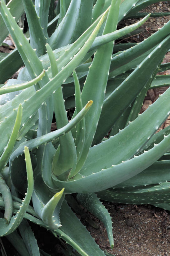 无人,竖图,室外,特写,白天,芦荟,仙人掌,叶子,自然,摄影,生长,生物学,彩图,肉质植物