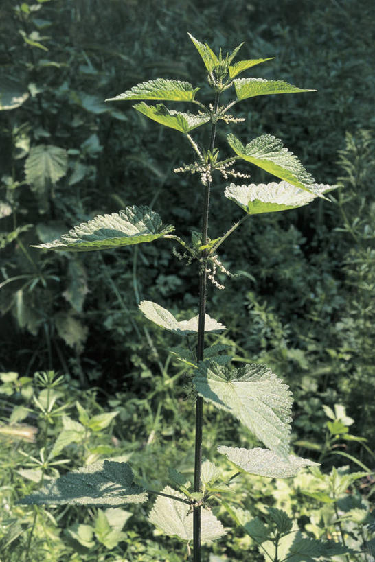 无人,竖图,室外,特写,白天,植物,叶子,阴影,茎,花,自然,摄影,生长,生物学,刺荨麻,彩图