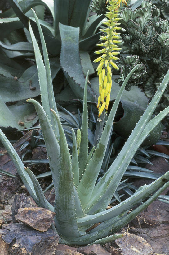 无人,竖图,室外,特写,白天,芦荟,仙人掌,叶子,自然,摄影,生长,生物学,岩石,彩图,肉质植物