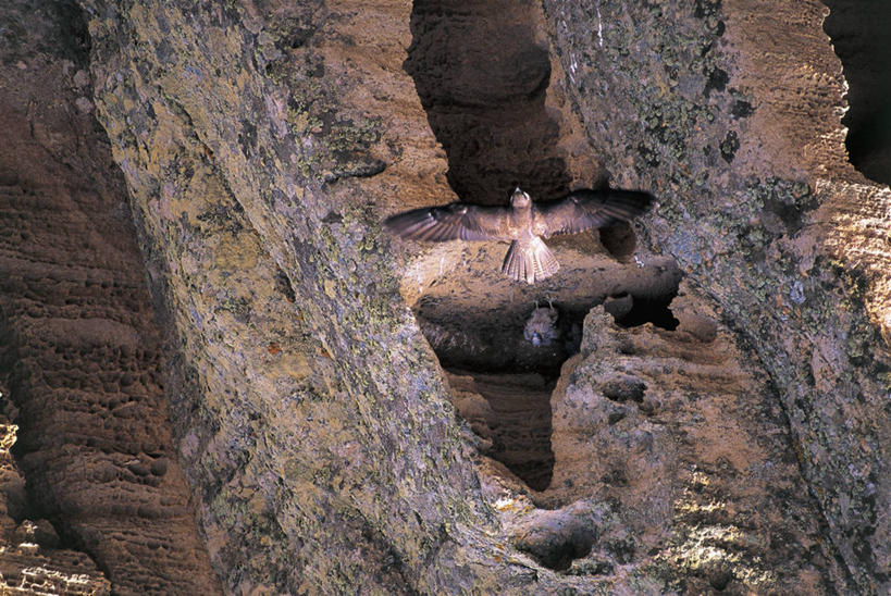 无人,横图,俯视,室外,白天,野生动物,鸟类,摄影,岩层,猎鹰,岩石,彩图,高角度拍摄,动物学