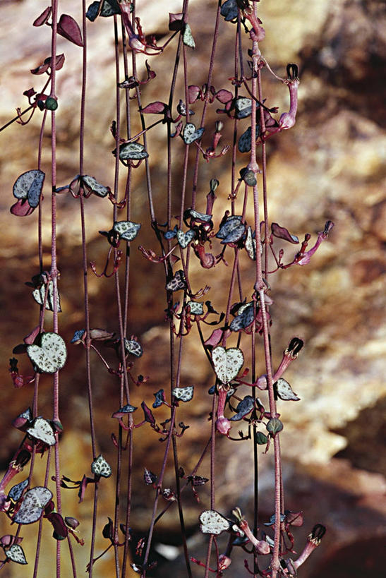 无人,竖图,室外,特写,白天,植物,仙人掌,一排,整齐,草药,药草,中药,花,排列,自然,摄影,环境,队列,药材,中草药,中药材,本草,马利筋,彩图,肉质植物